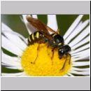 Cerceris quinquefasciata - Knotenwespe w01a 8-9mm Sandgrube Niedringhaussee-det.jpg